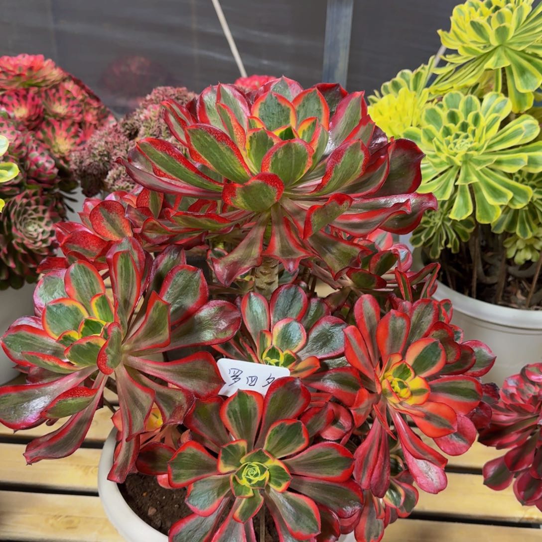 罗***夕魅影 精品法师 锦