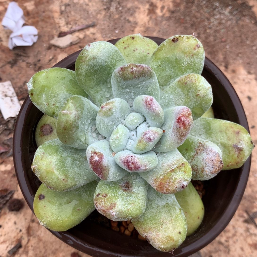 拇指，2月8日发货多肉