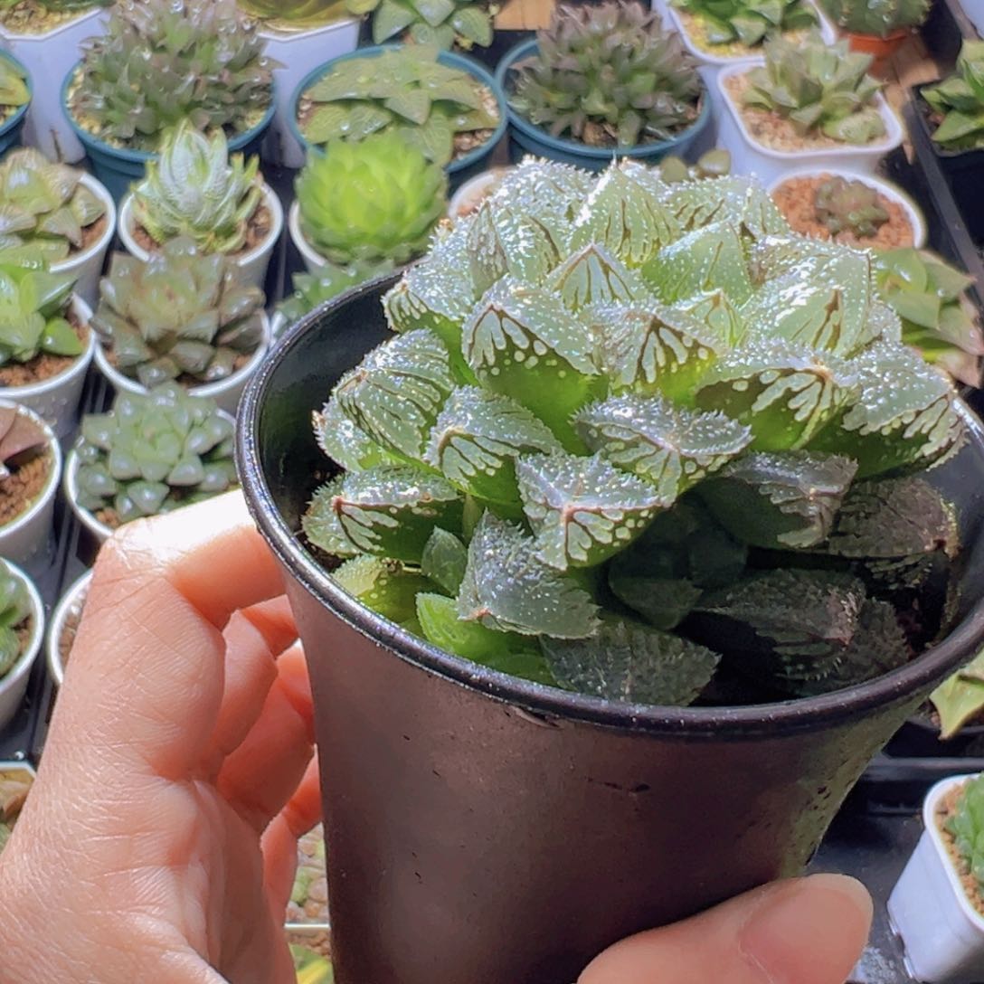 万象盆魔刺寿多肉多肉多肉