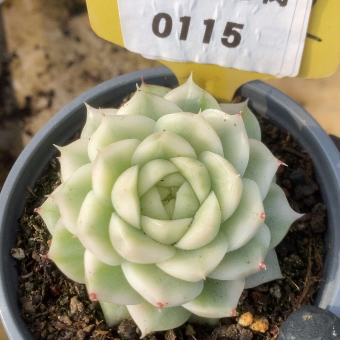 115白瓷麦杆锦锦锦锦