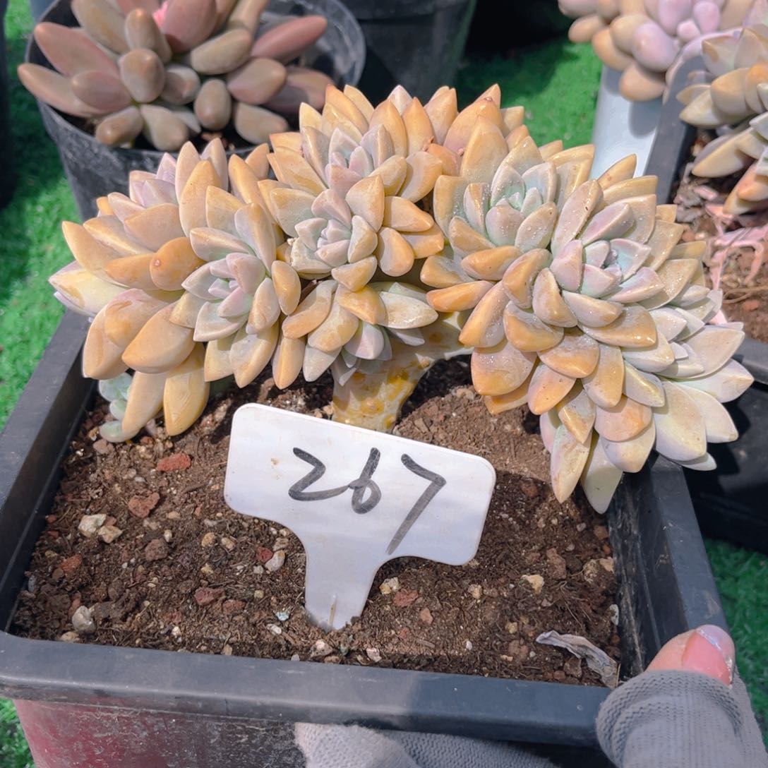 淡雪缀8tu tu tu tu tu