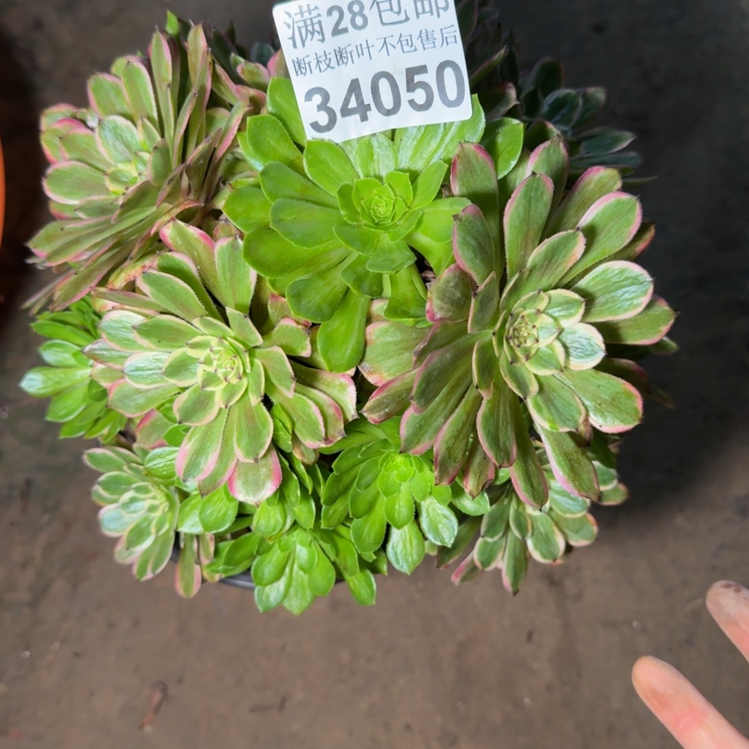 34050粉黛多肉植物