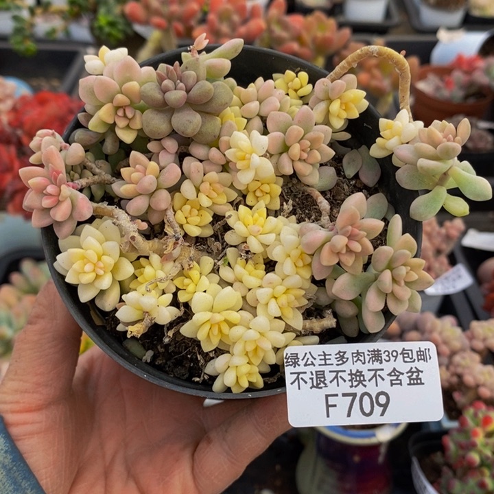 姬秋丽不包整有砍709多肉植物