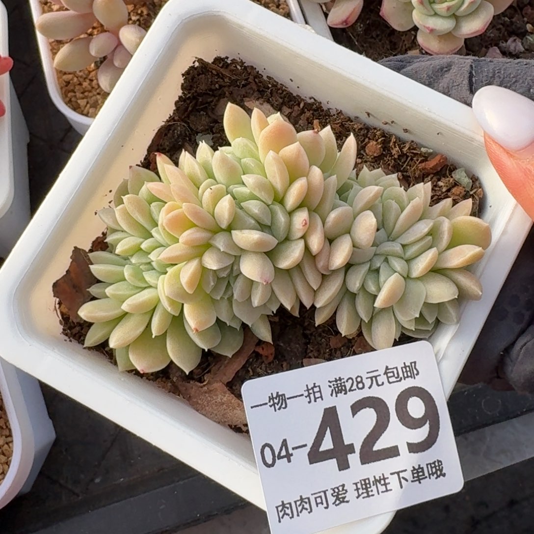 奶油美人缀化无盆土发货