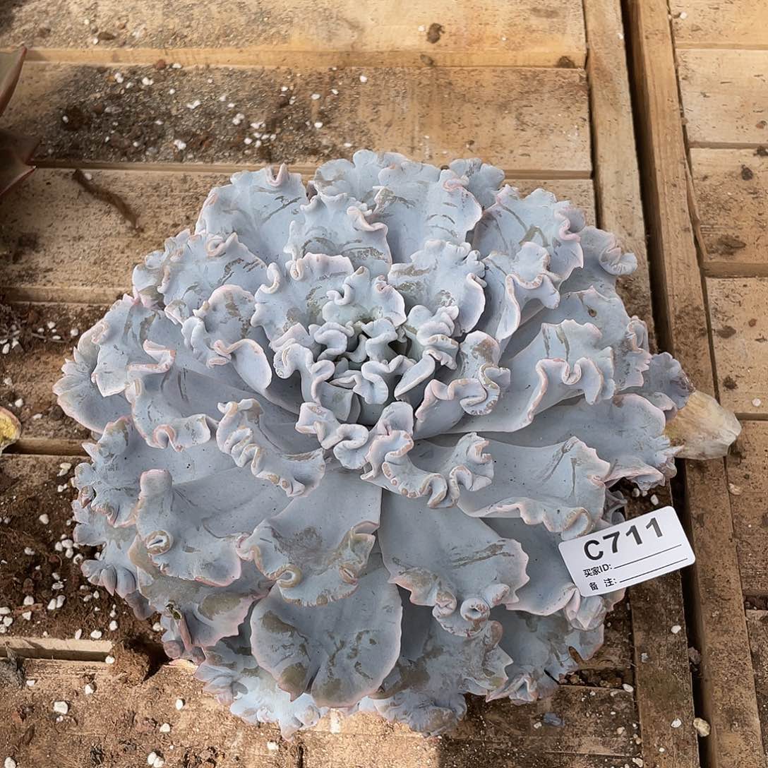 若如东云单拍C711