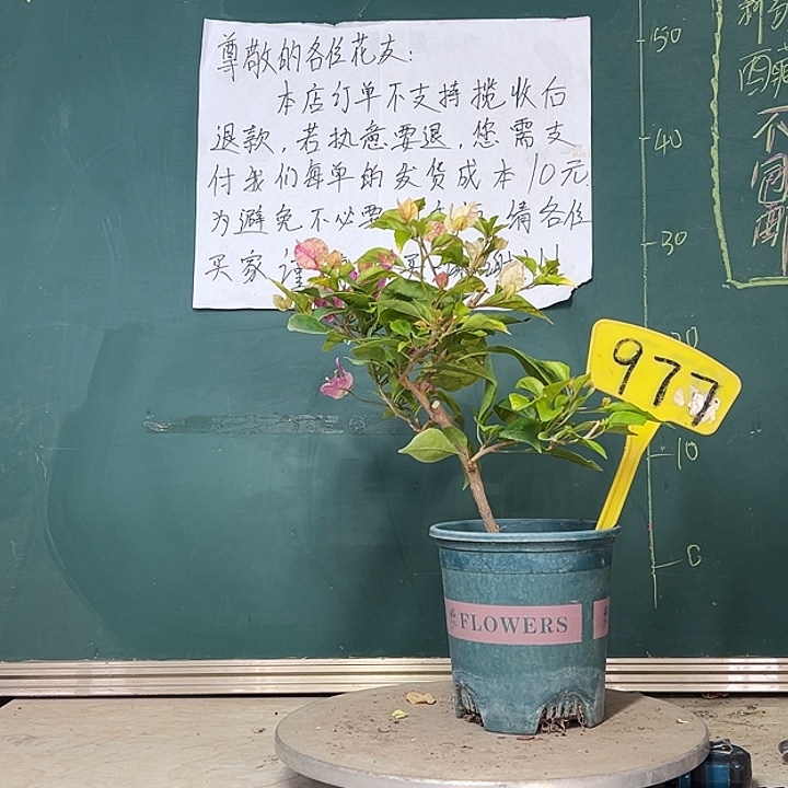 当前无花栽培后可以开花斑红樱977