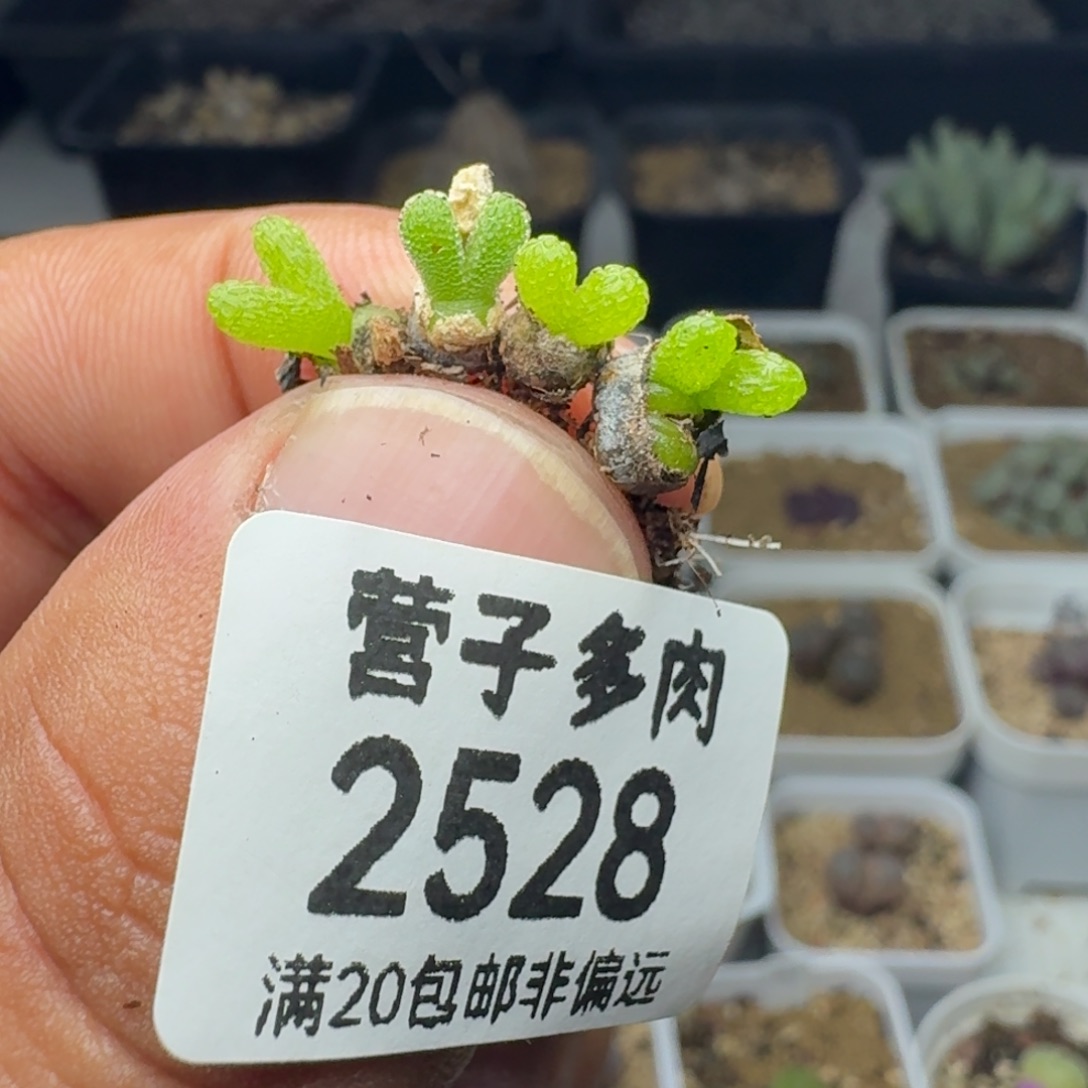 妖奇玉。         4颗。  