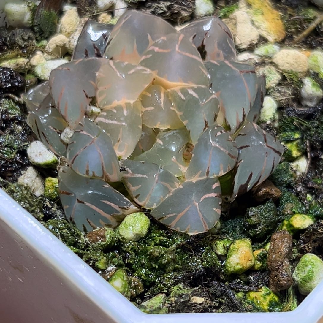 恭喜发财大吉大利764