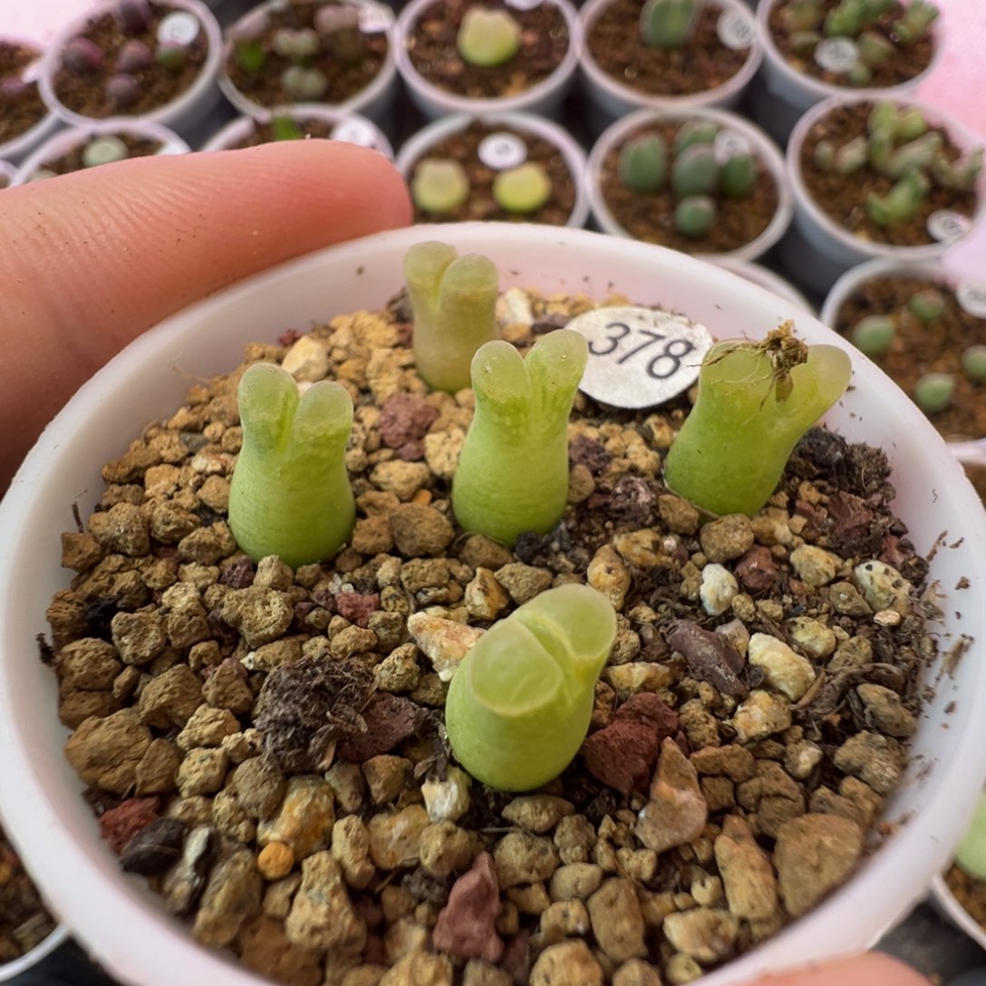 佛肚风铃5颗带盆土3780000