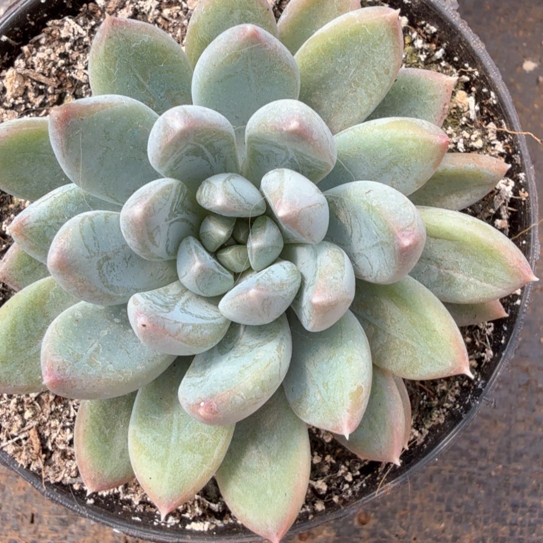 美人杂，60一颗。88