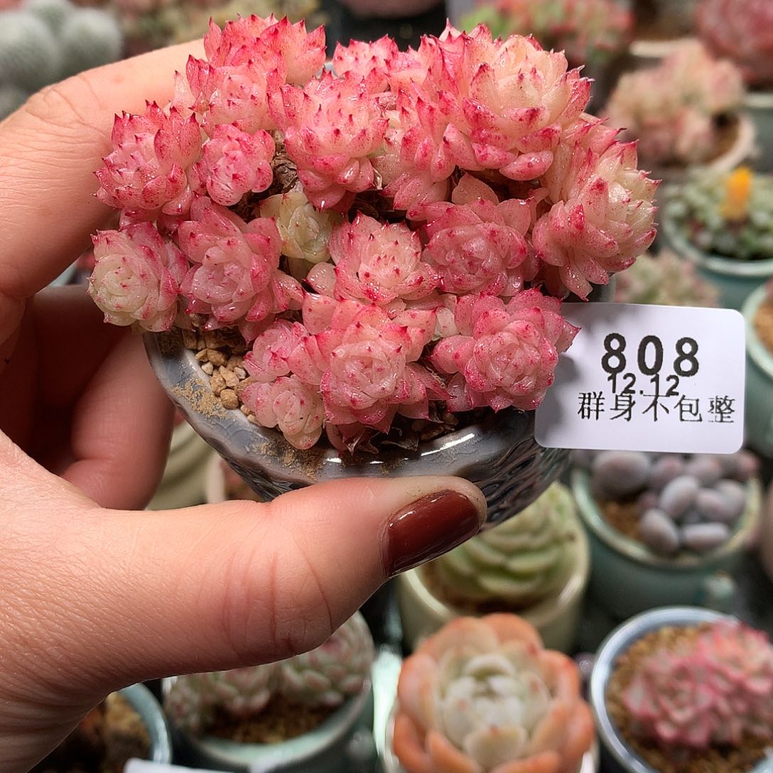 精控拇指盆12.12808