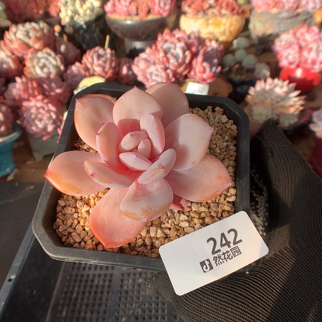 242奶茶多肉植物6666