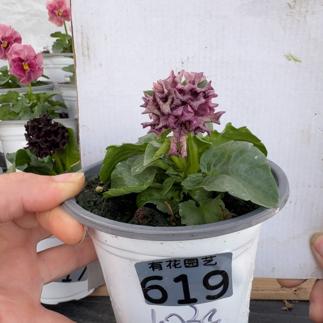 全部花朵619号角堇