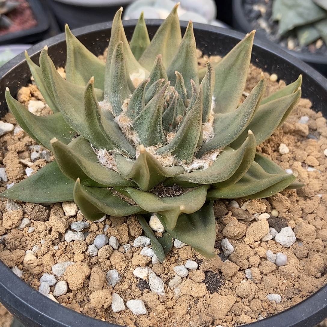 云***吼实生龙牙牡丹仙人球