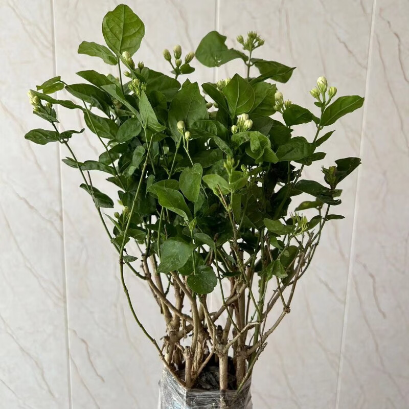 重瓣茉莉花苗室内外绿植阳台花卉盆栽茉莉花老桩庭院窗台 丛生茉