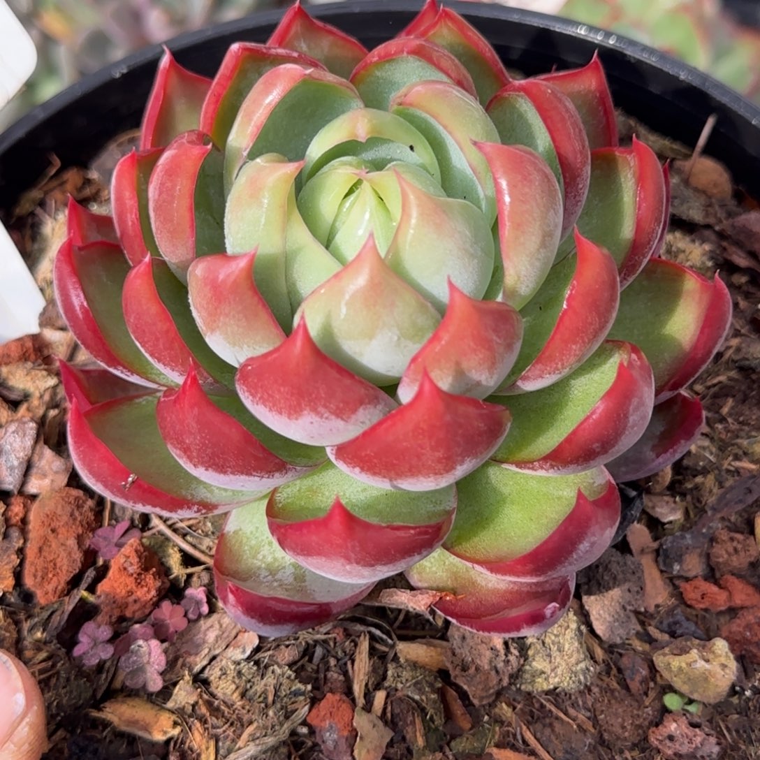 火焰惊鸿一物一拍包装收缩花旱772