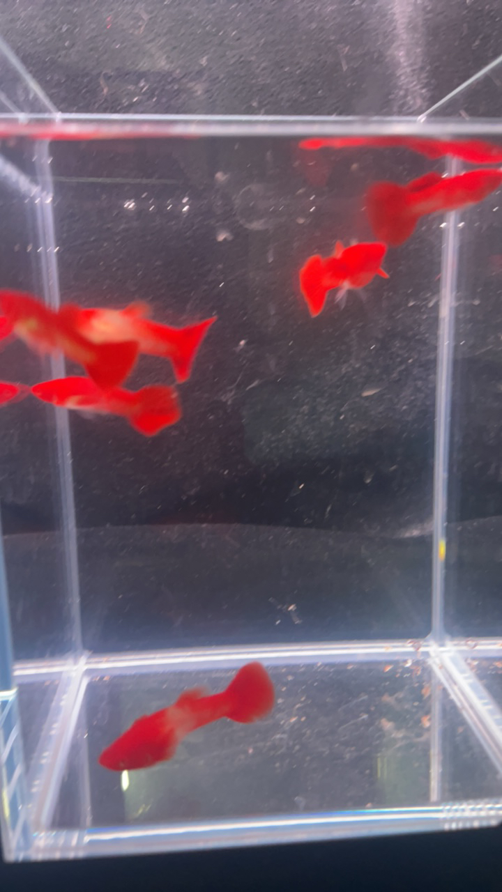 鸿运当头双分水2对录开箱视频包路损，入缸无售