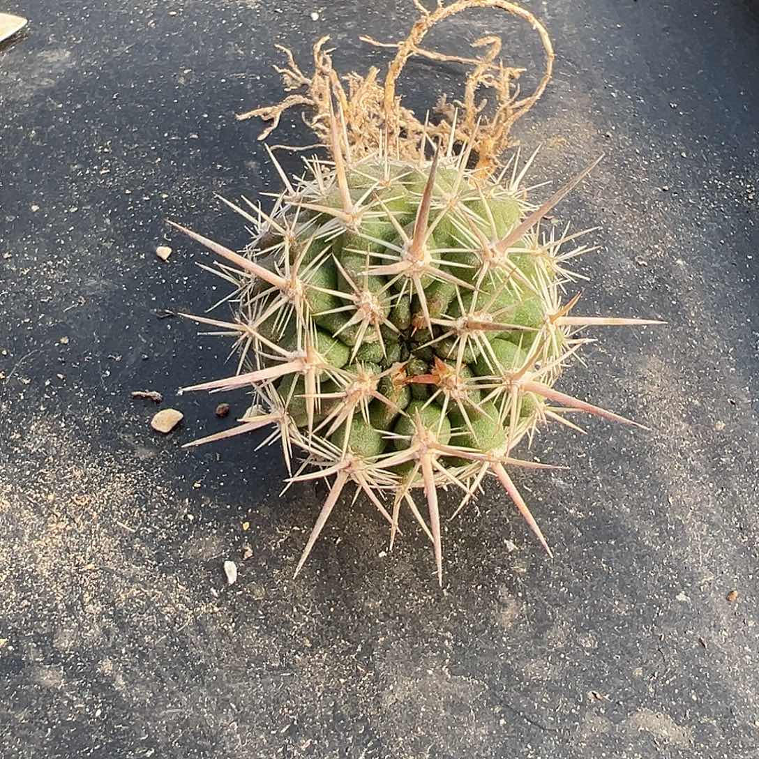 7051 实生仙人球智利