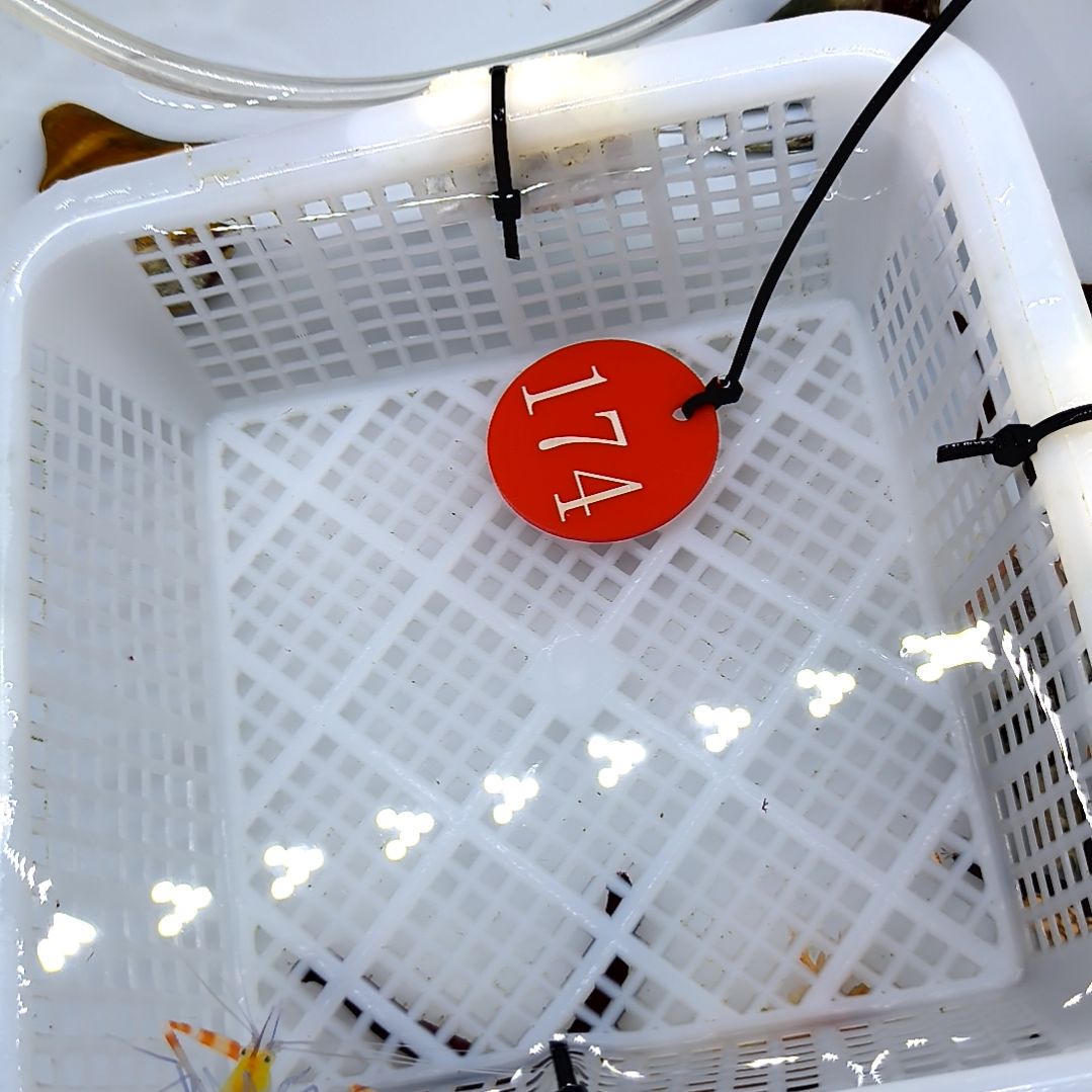 海水鱼黄美人虾/虾蟹缸174