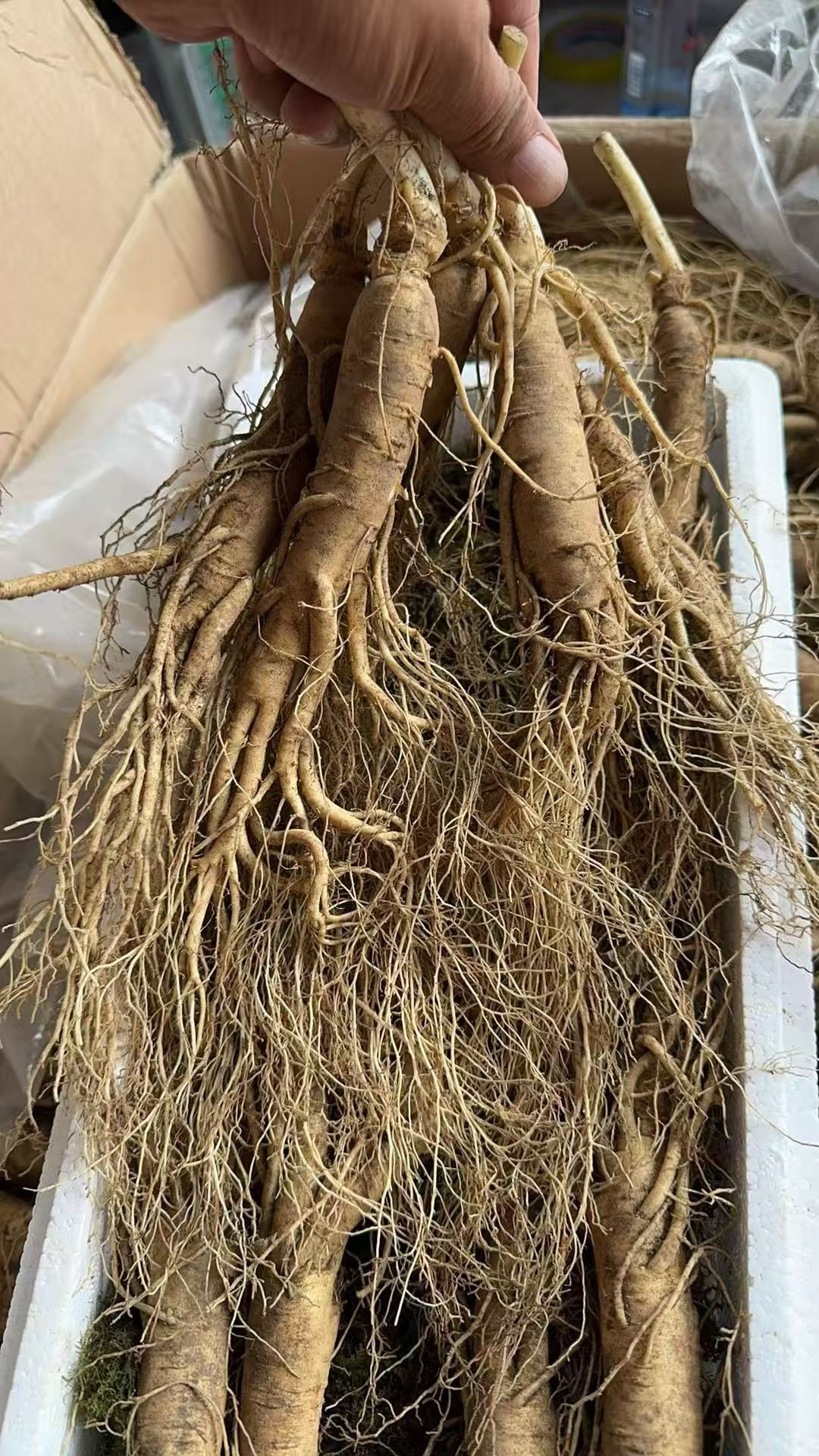 峪植堂长白山鲜人参9-11只500克