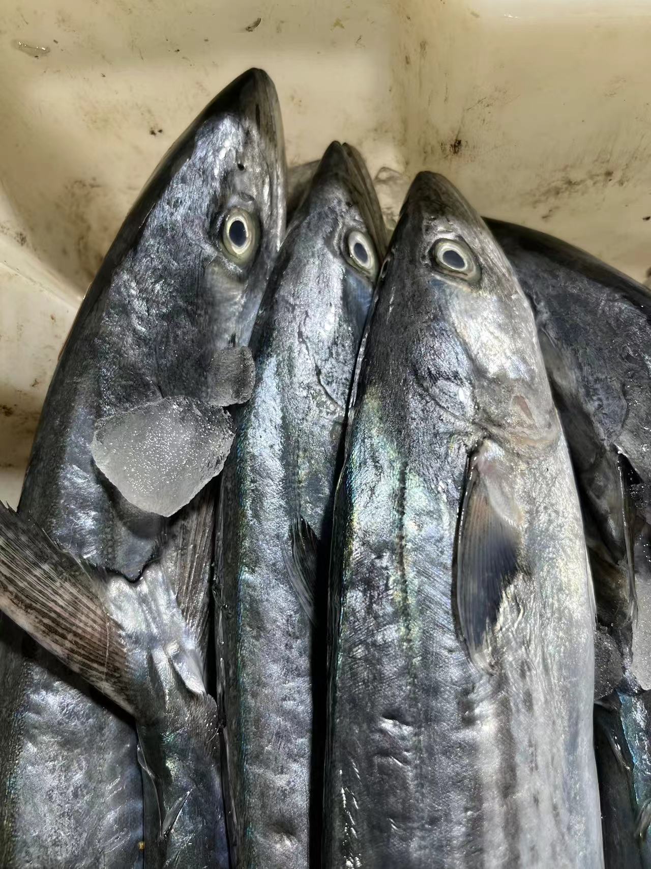 【鲜出海现称马鲛鱼】宁波石浦海鲜东海海捕马鲛鱼（容易跑刺勿拍）