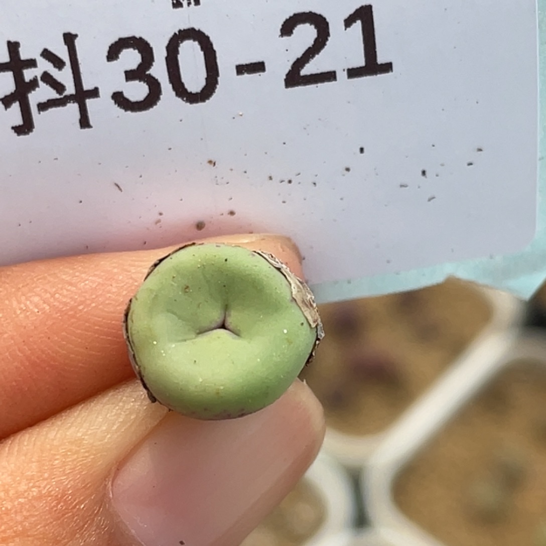 30-21嘴奔多肉植物