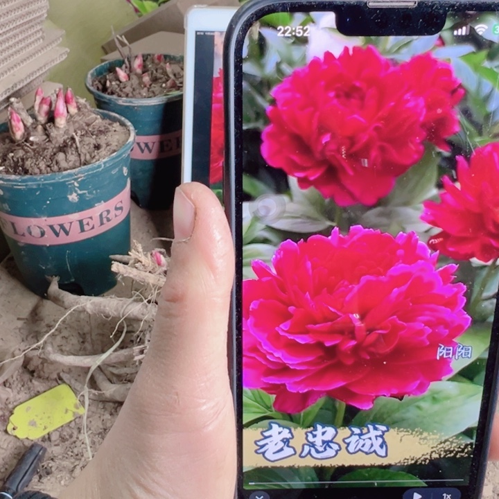 当前无花栽培后可以开花老忠诚