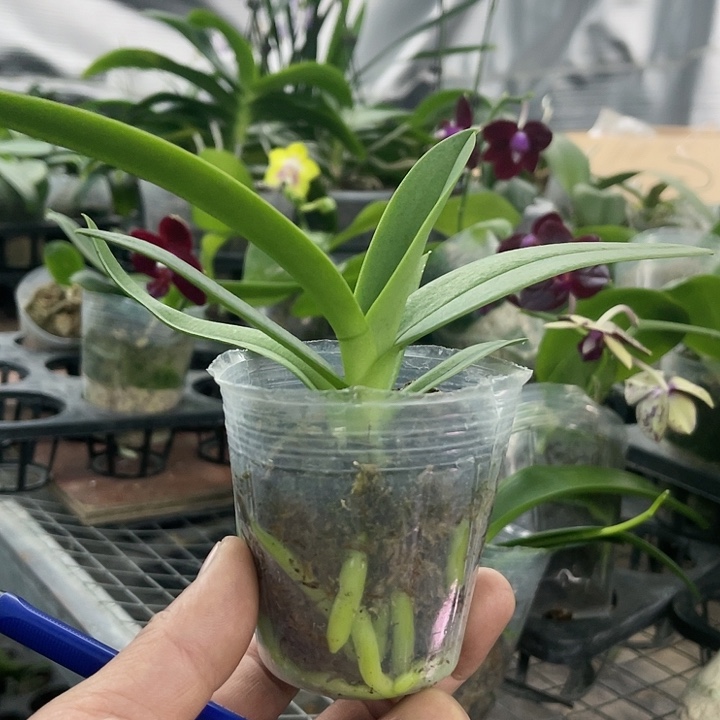 当前无花栽培后可以开花白猫
