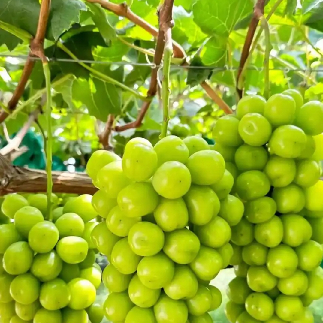 阳光玫瑰青提一窜云南省