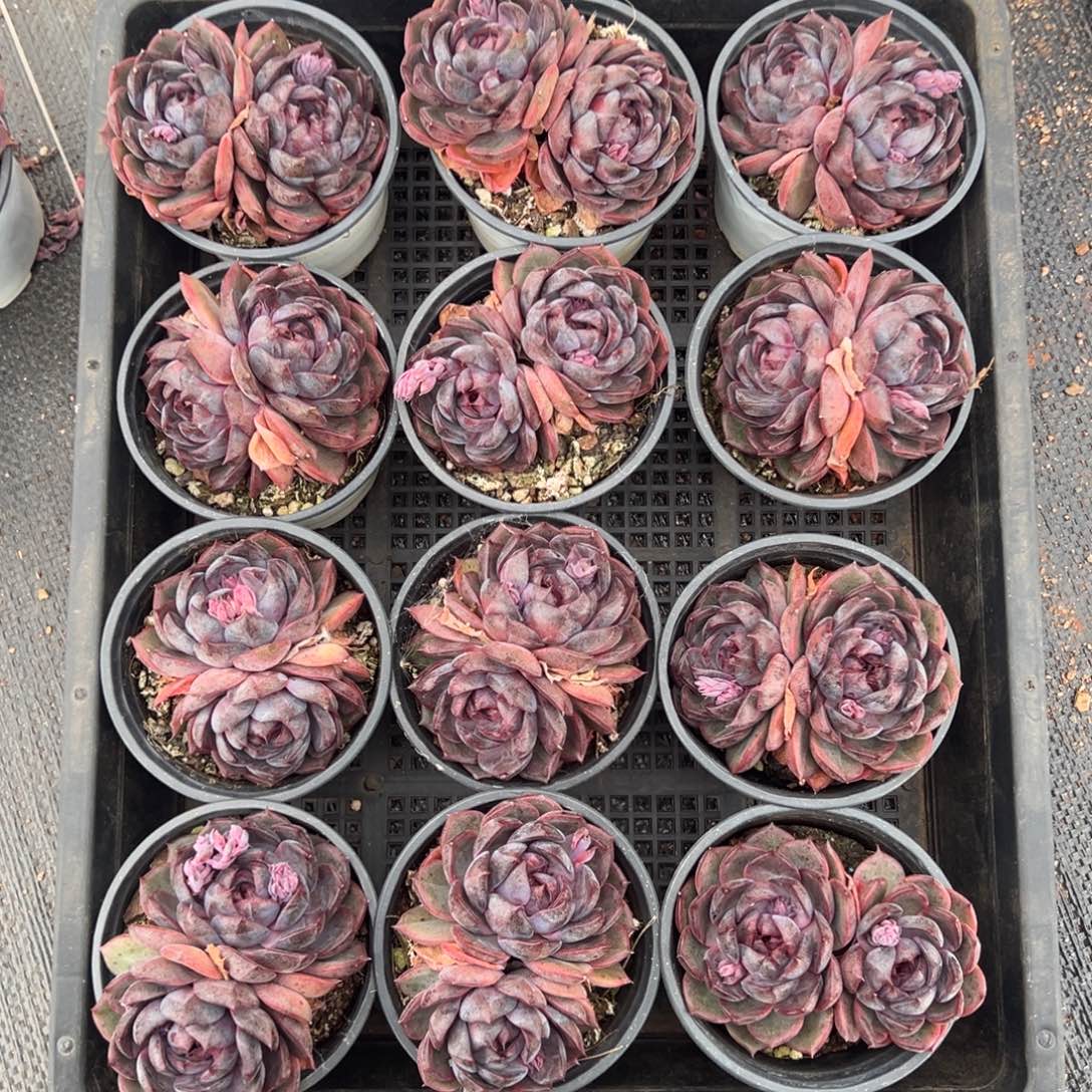 蓝莓双头，图中任意一颗，尺寸7+