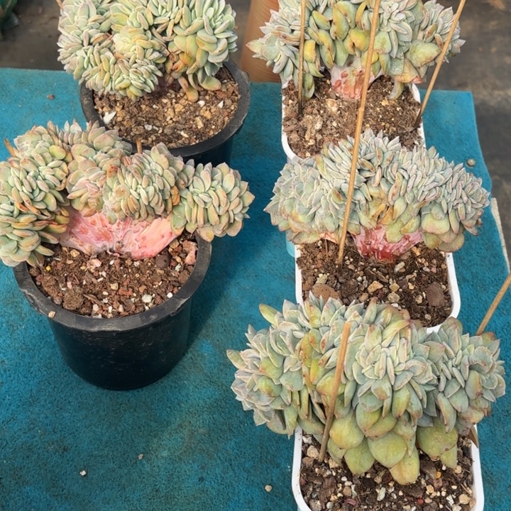 太***阳三醋酯纤维贵大爹和家家户户好的