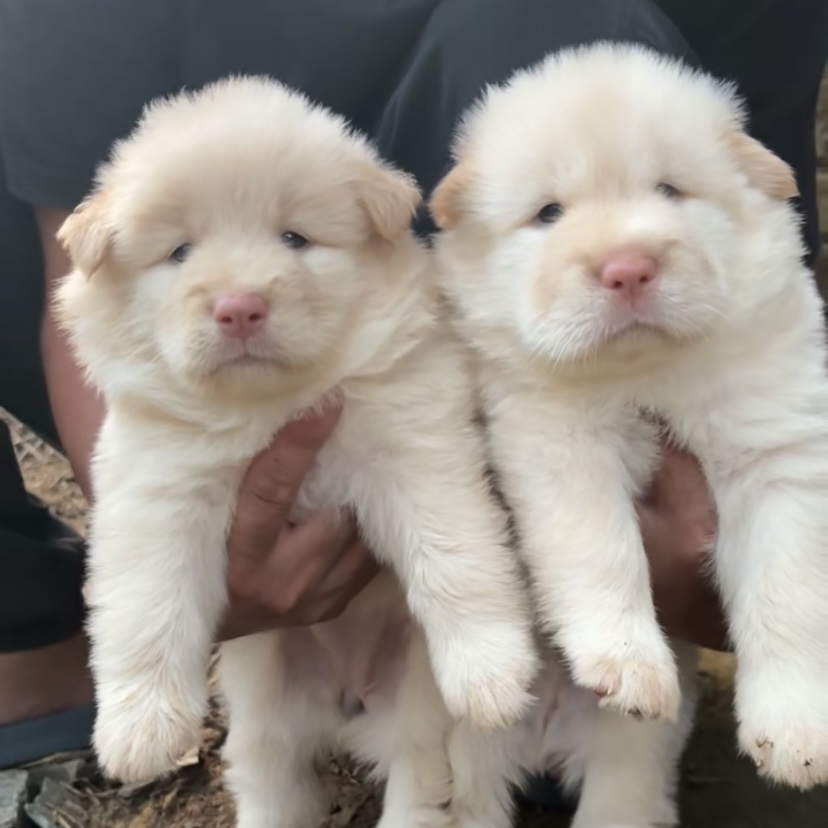 成都土松之家狗狗精选链接