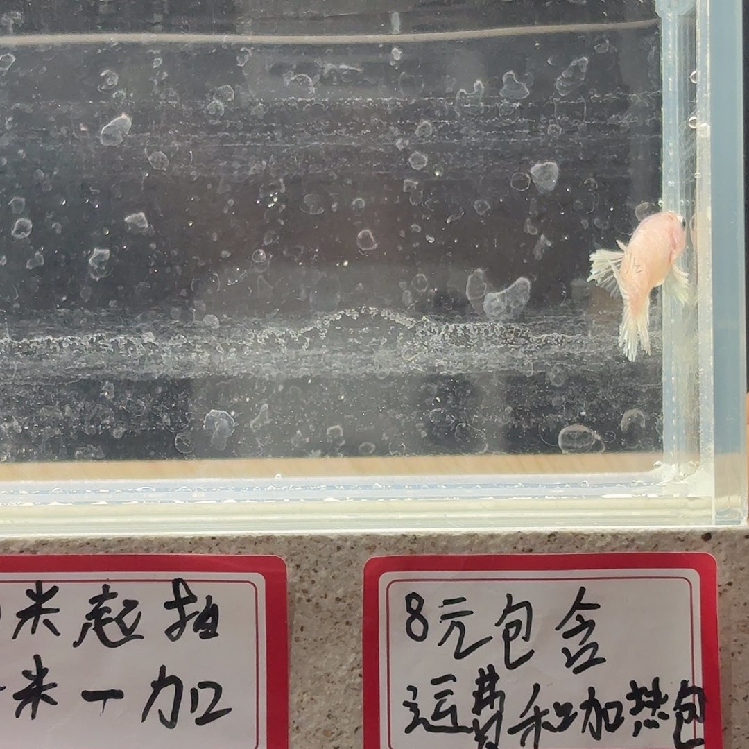 斗鱼泰国斗鱼母鱼可混养