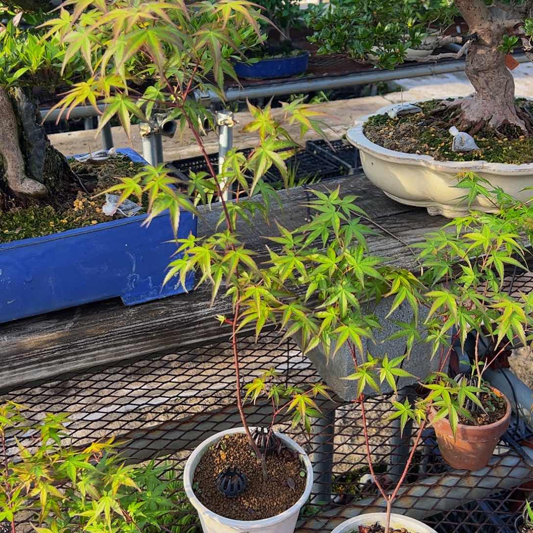 一**缘盆景盆景盆景不包邮