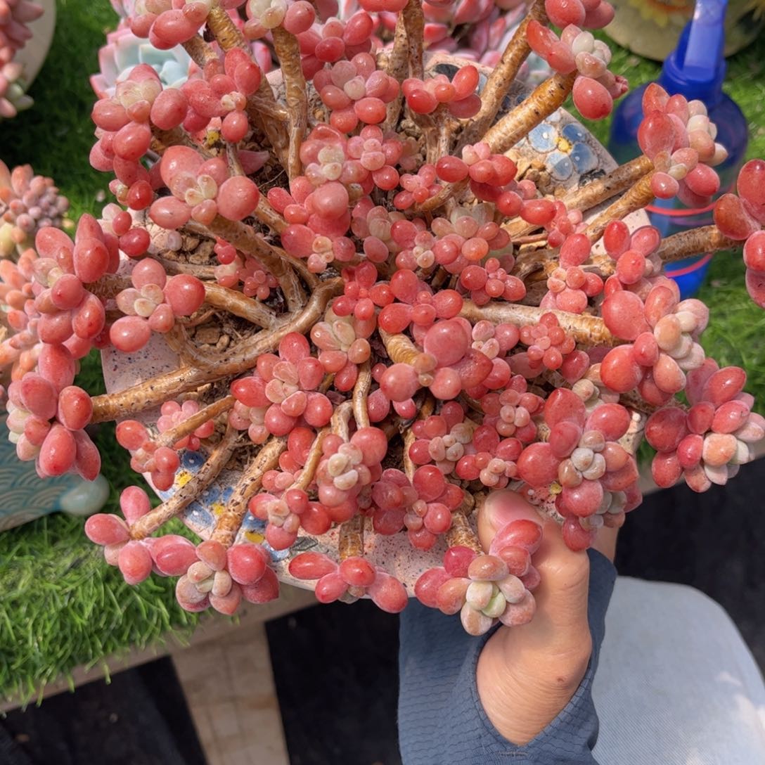 无花朵犄***?友家多肉一物一拍