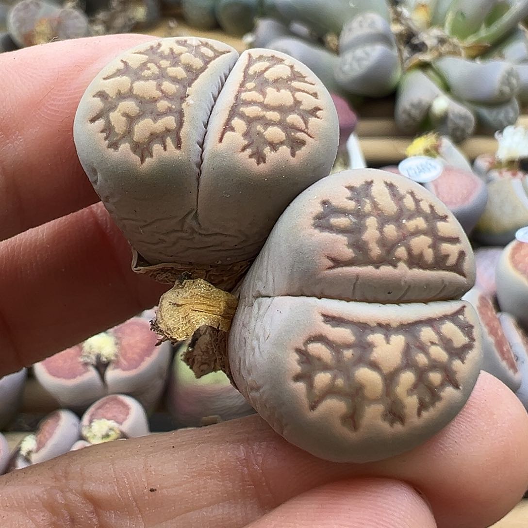 2409 生石花清货价格不作参考