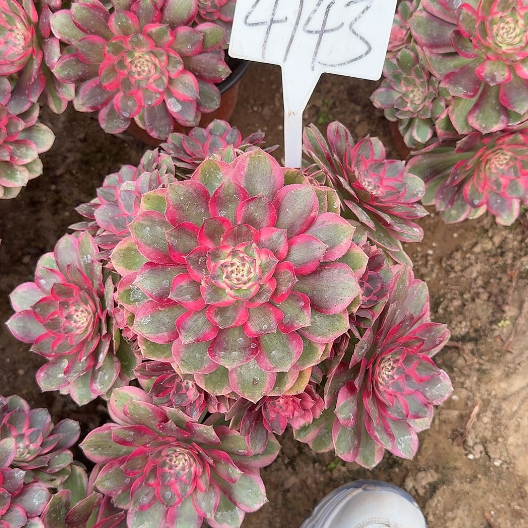 4143云荷多肉法师多肉