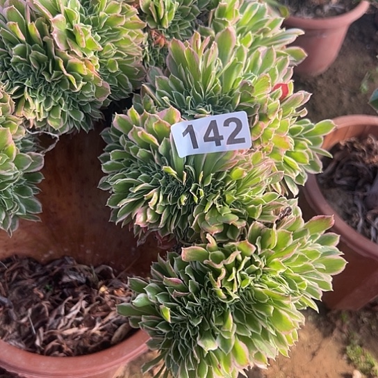 桃***艳多肉植物一个有伤