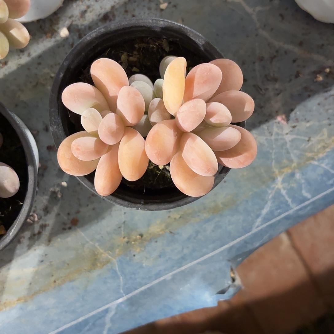 多肉植物啦啦啦啦啦啦