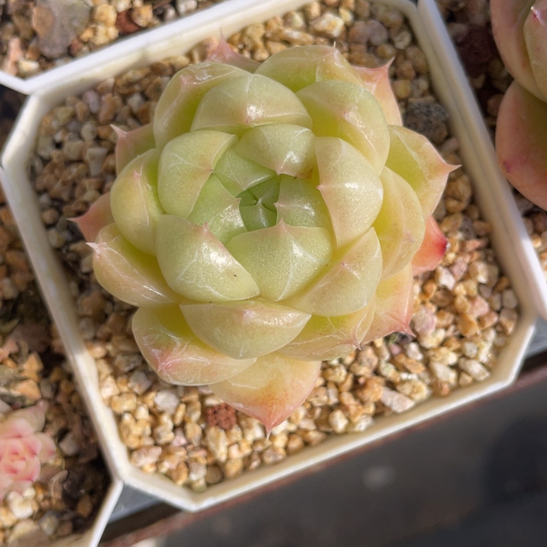 S优选麦杆群生不包整1389