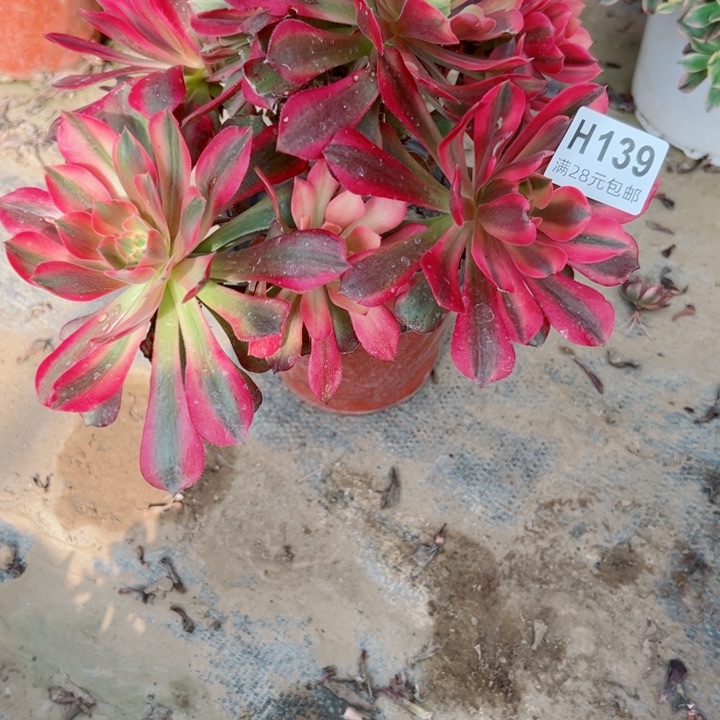 139美杜莎多肉植物