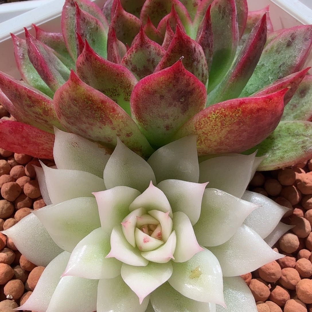 黑水晶宽覆轮锦，多肉植物