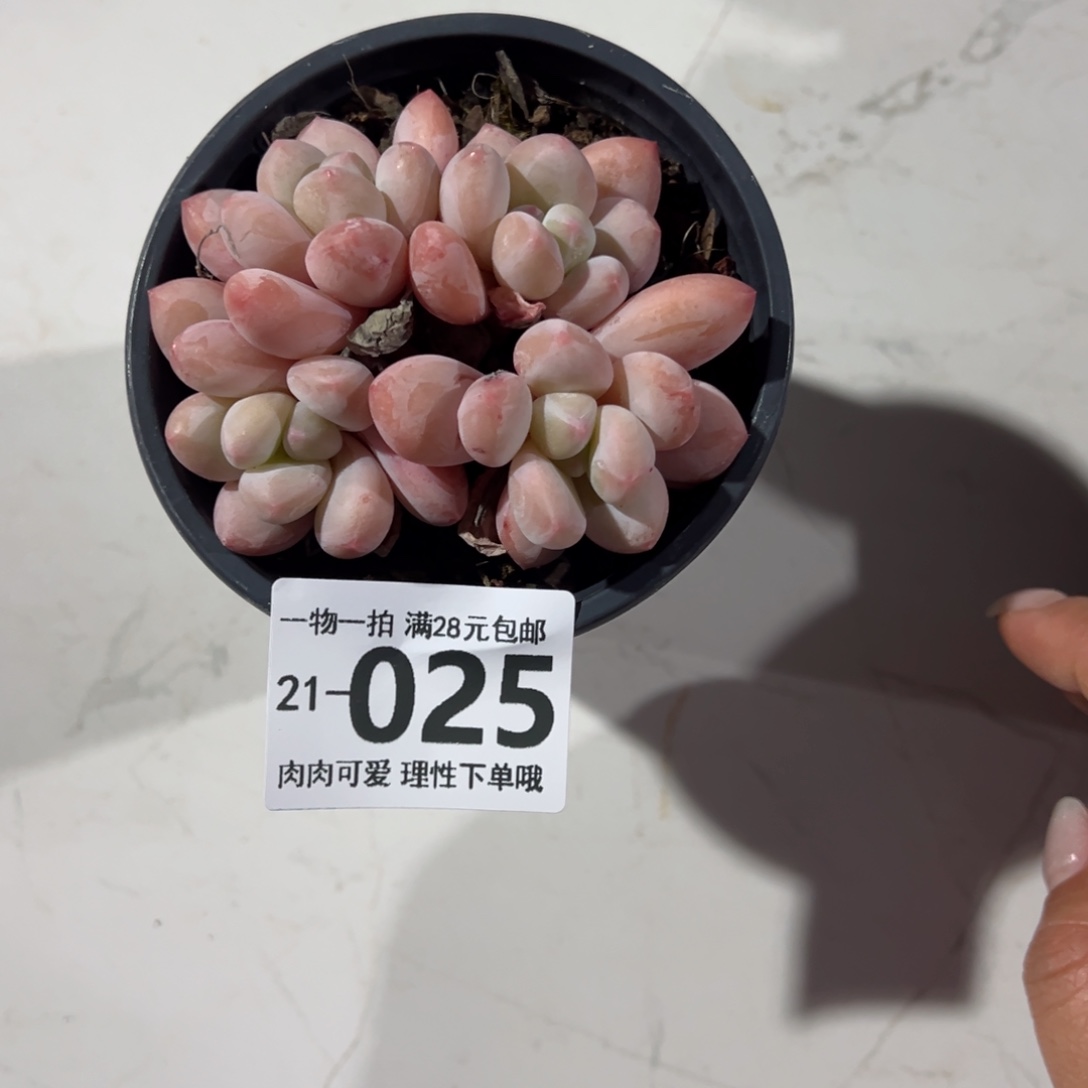 香水多肉多肉多肉多肉