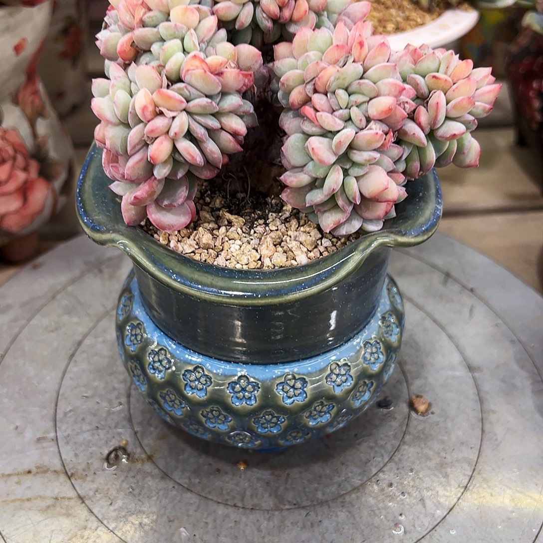 泡芙缀1111111111111
