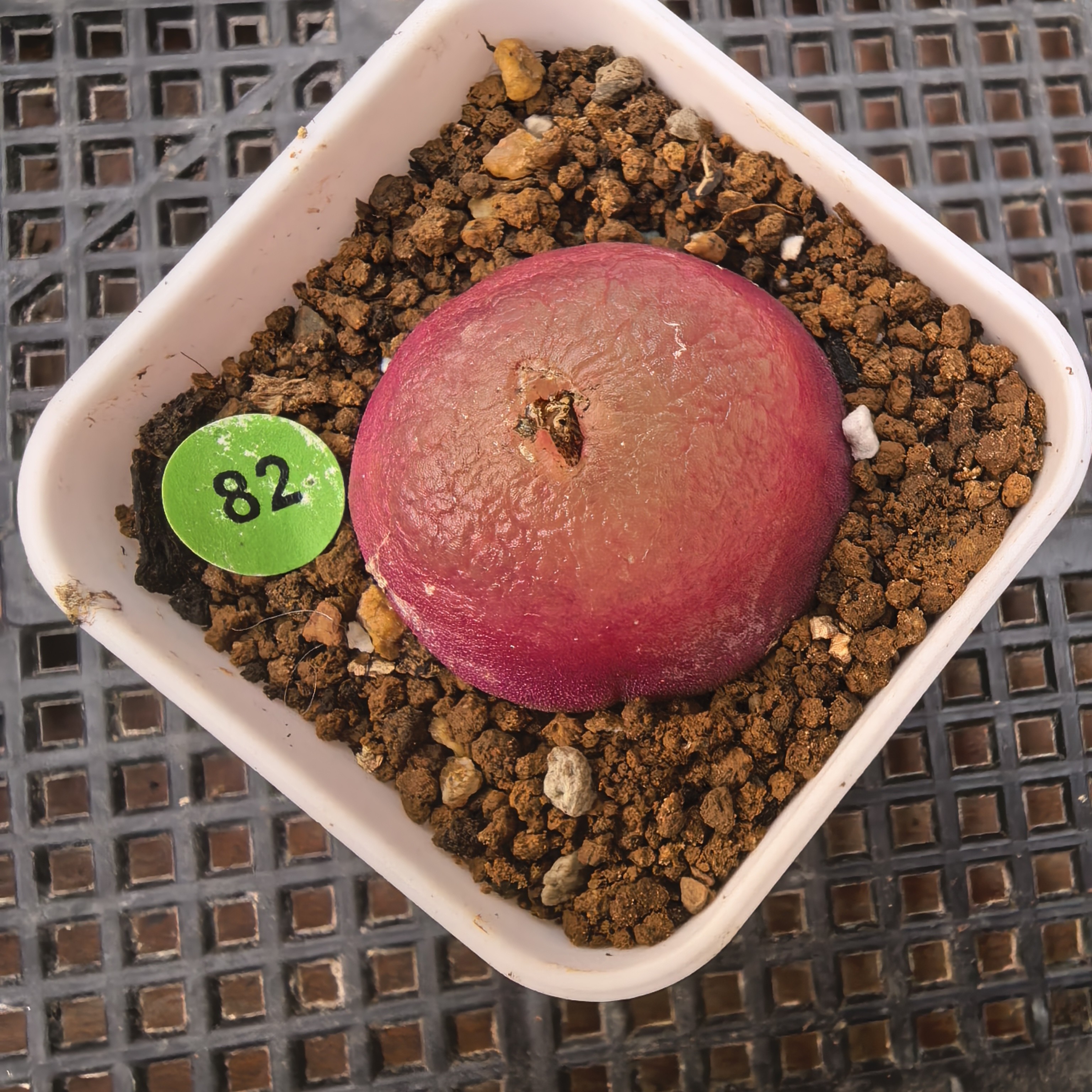 灯泡3-3.1cm（小瑕疵点）带盆多肉82