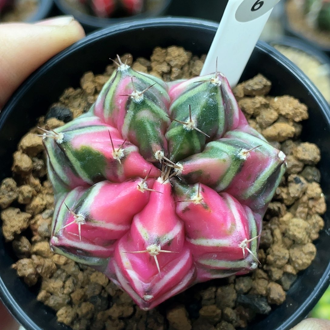 泰系，粉钻实生后代