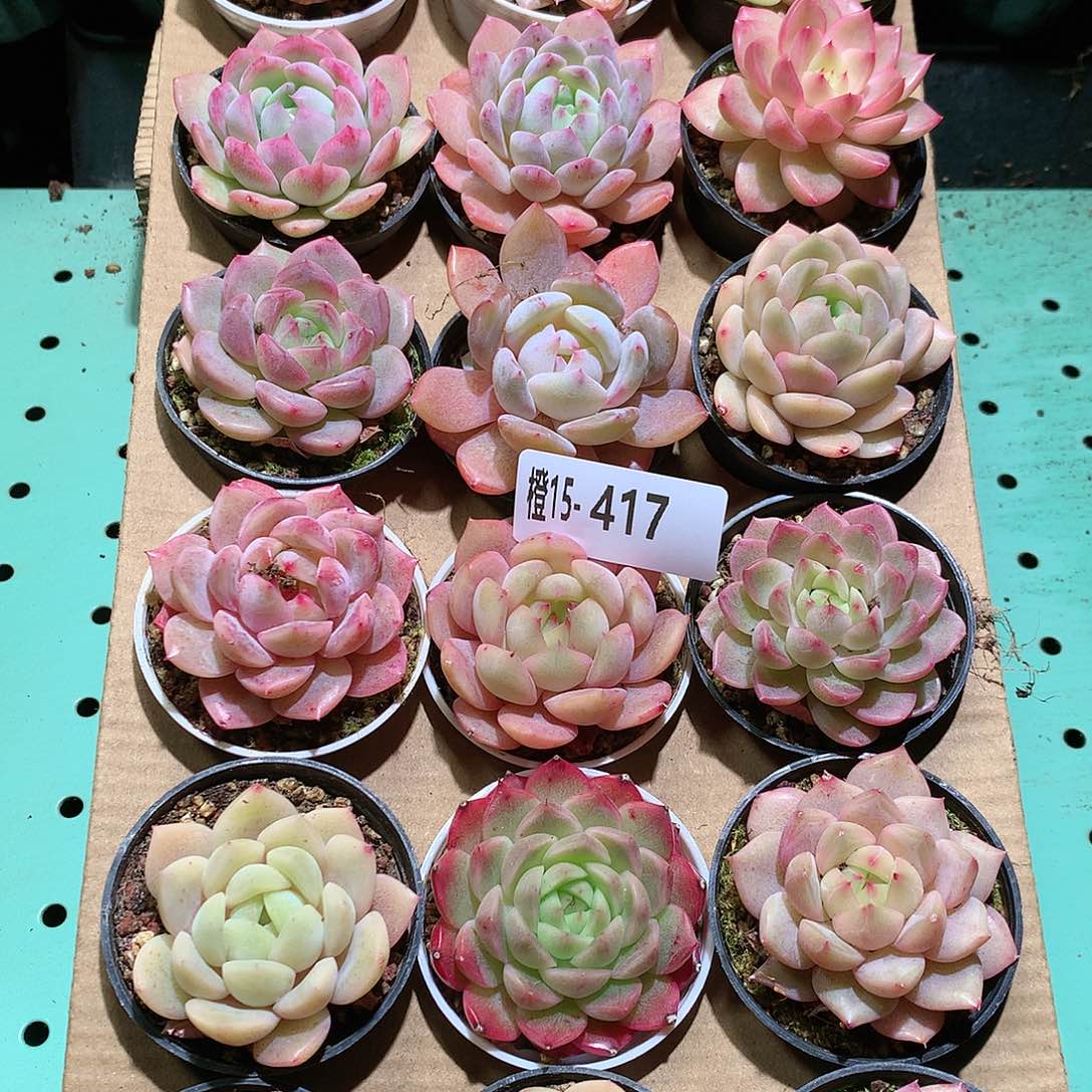 15-417一物一拍带盆18颗