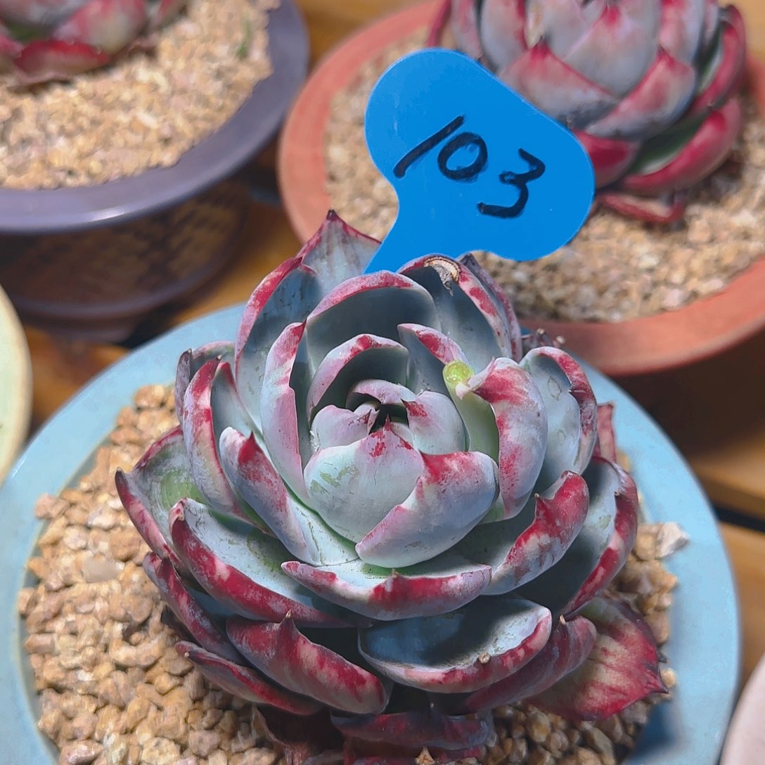 惊鸿仙子一物一拍103号