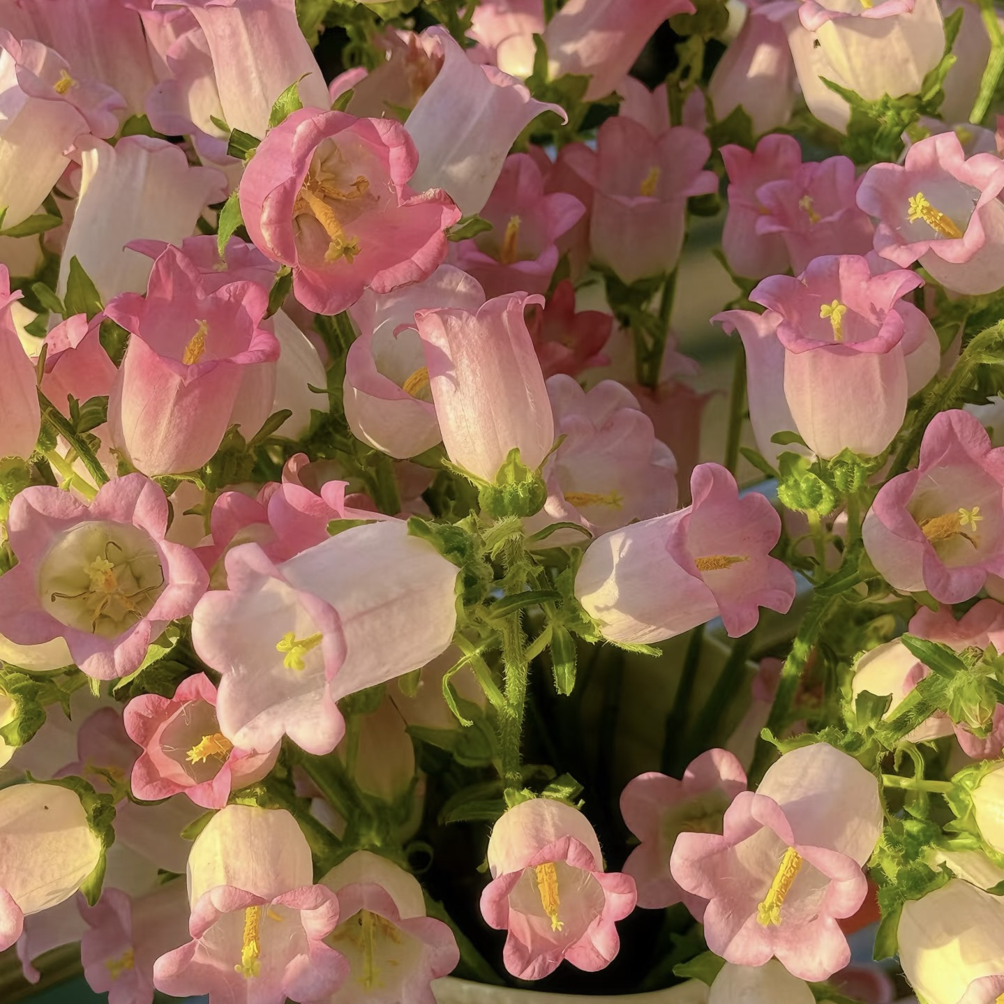 云影优选【粉色风铃1把】云南鲜花批发次日达