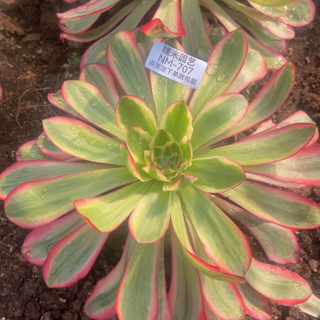 巫毒白多肉植物带崽707